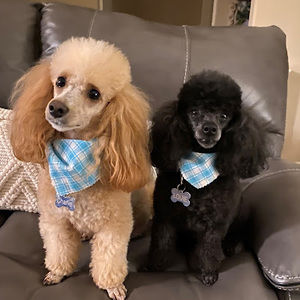 Meet your Posher, Tammy